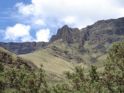 Ouhout invading the Drakensberg